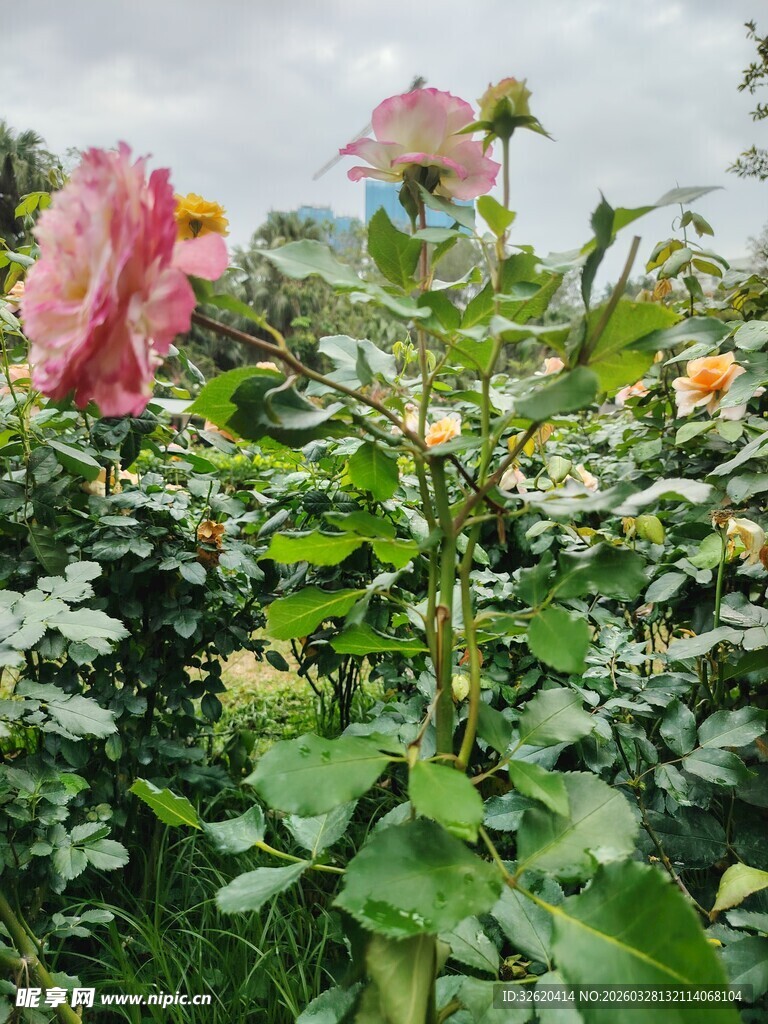 娇艳月季花绽放于花丛中