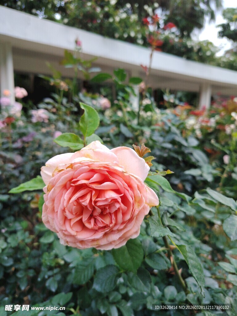 月季花
