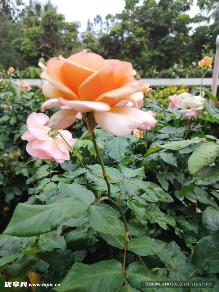 月季花