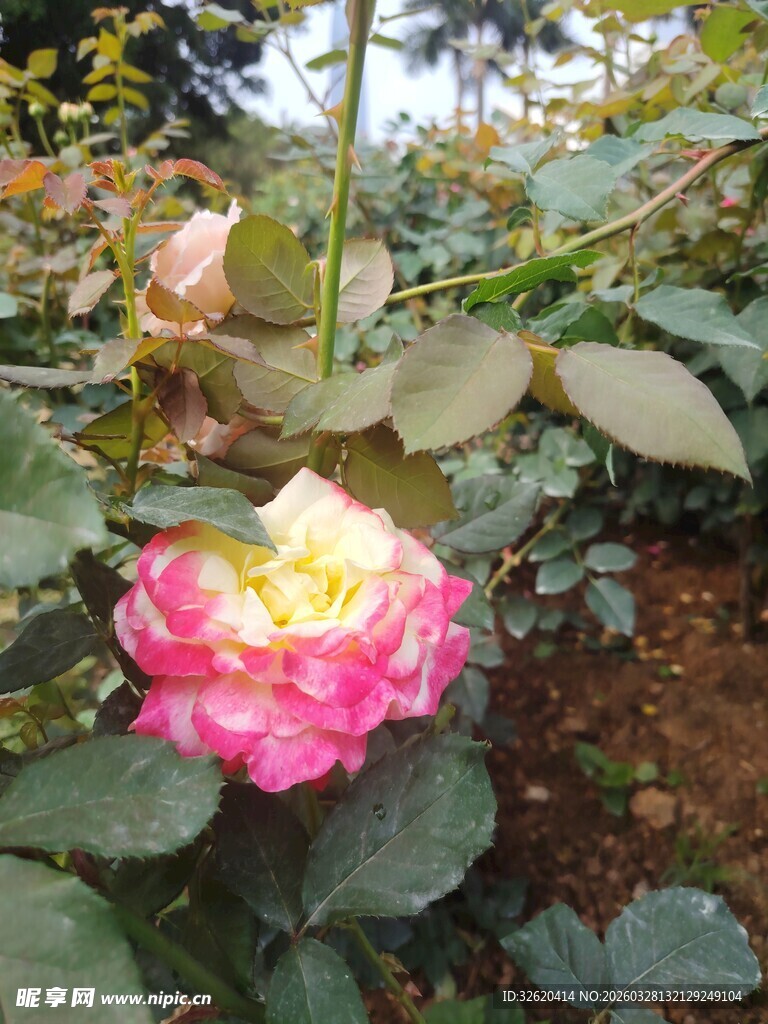 月季花