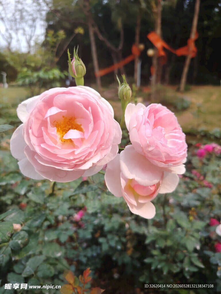 月季花