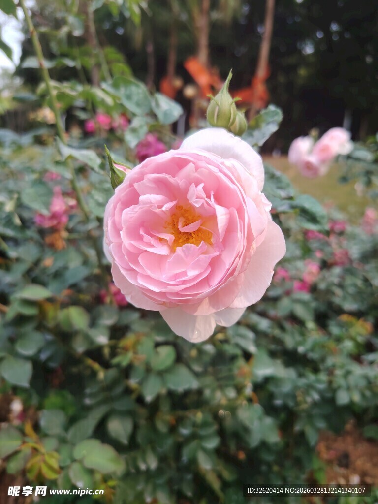 月季花