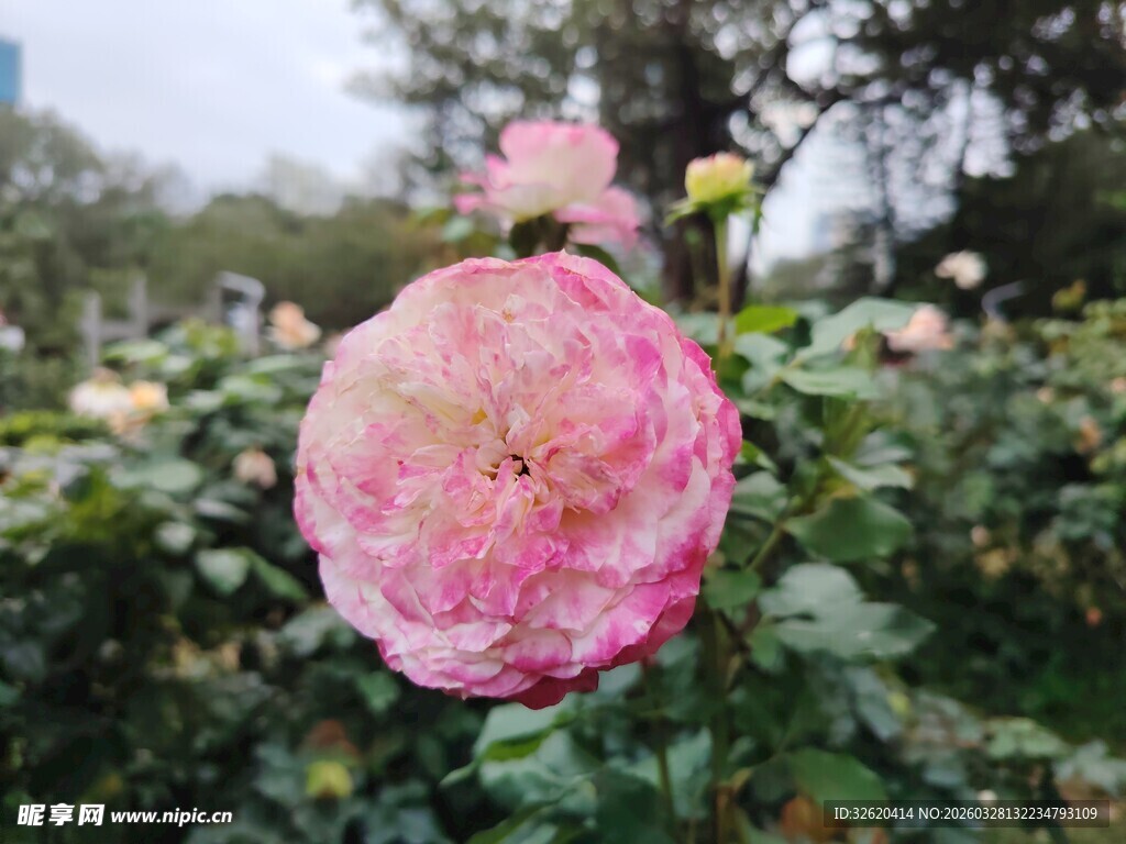 月季花