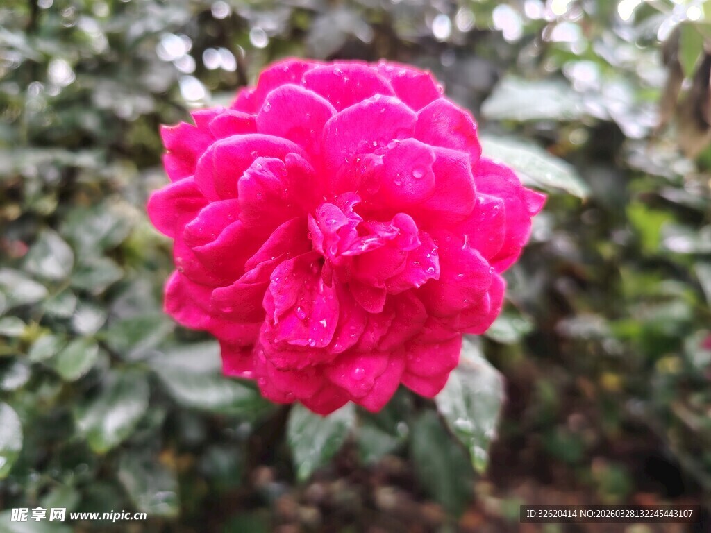 山茶花