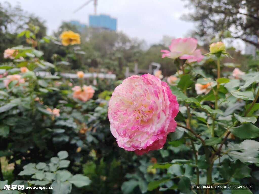月季花