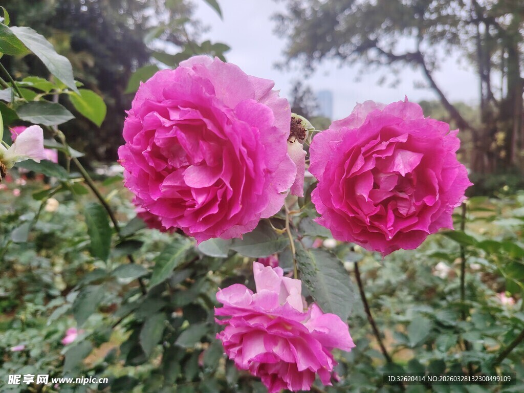 月季花