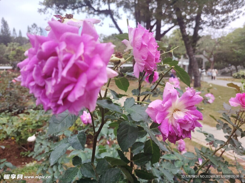 月季花