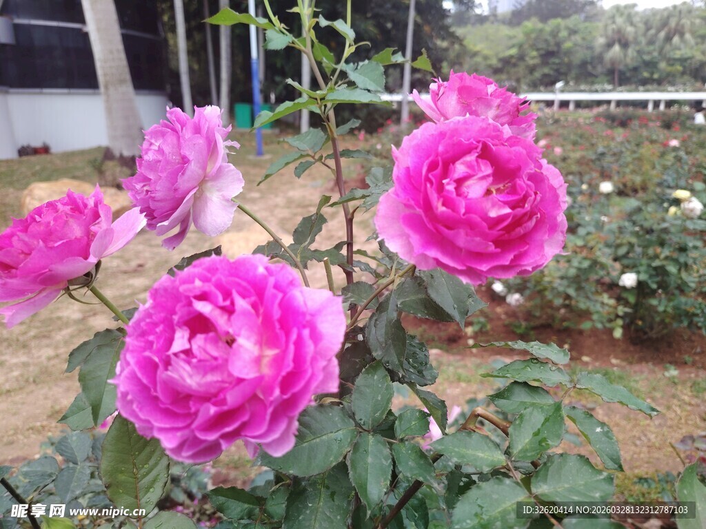 月季花