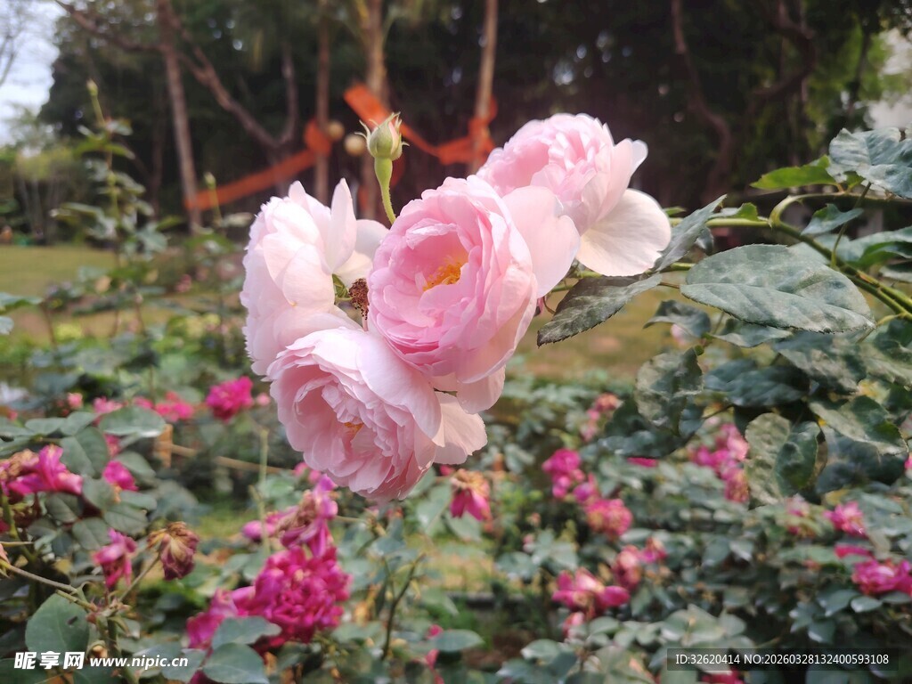 娇艳粉色花朵绽放于花丛