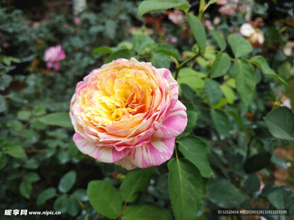 娇艳双色月季花绽放