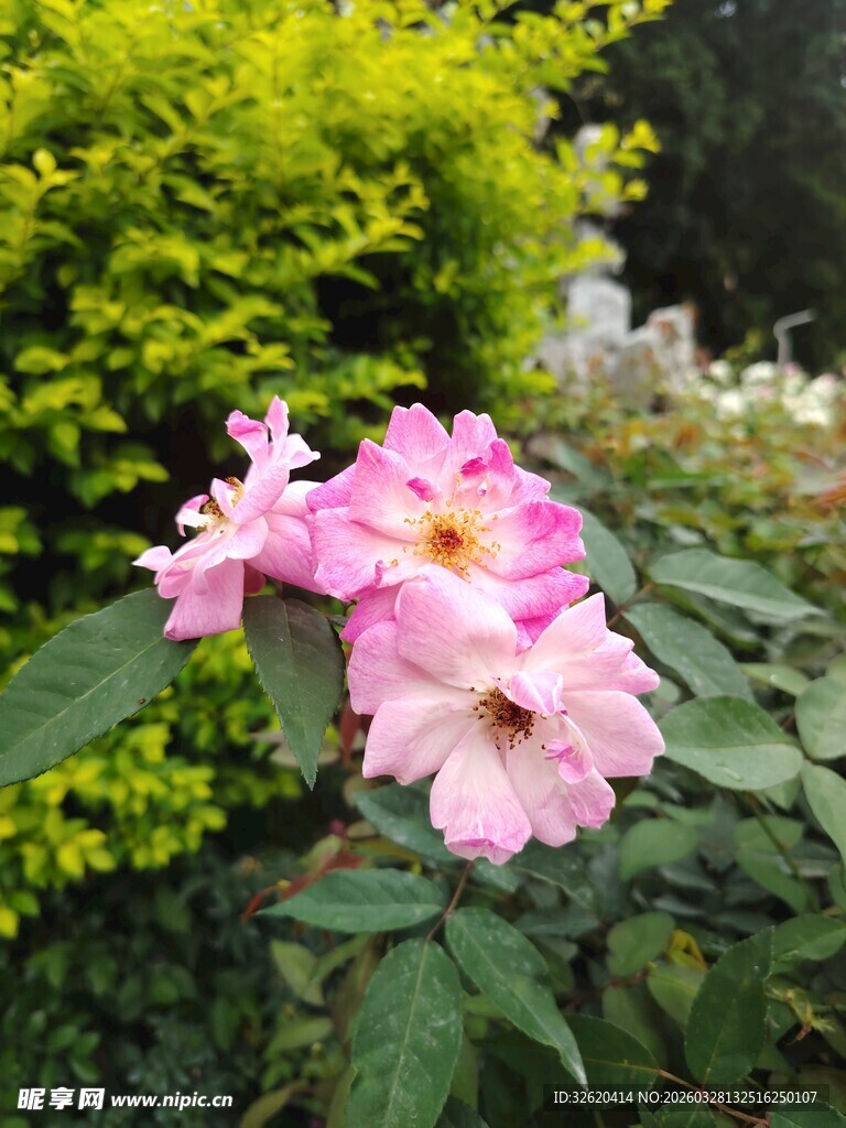 月季花