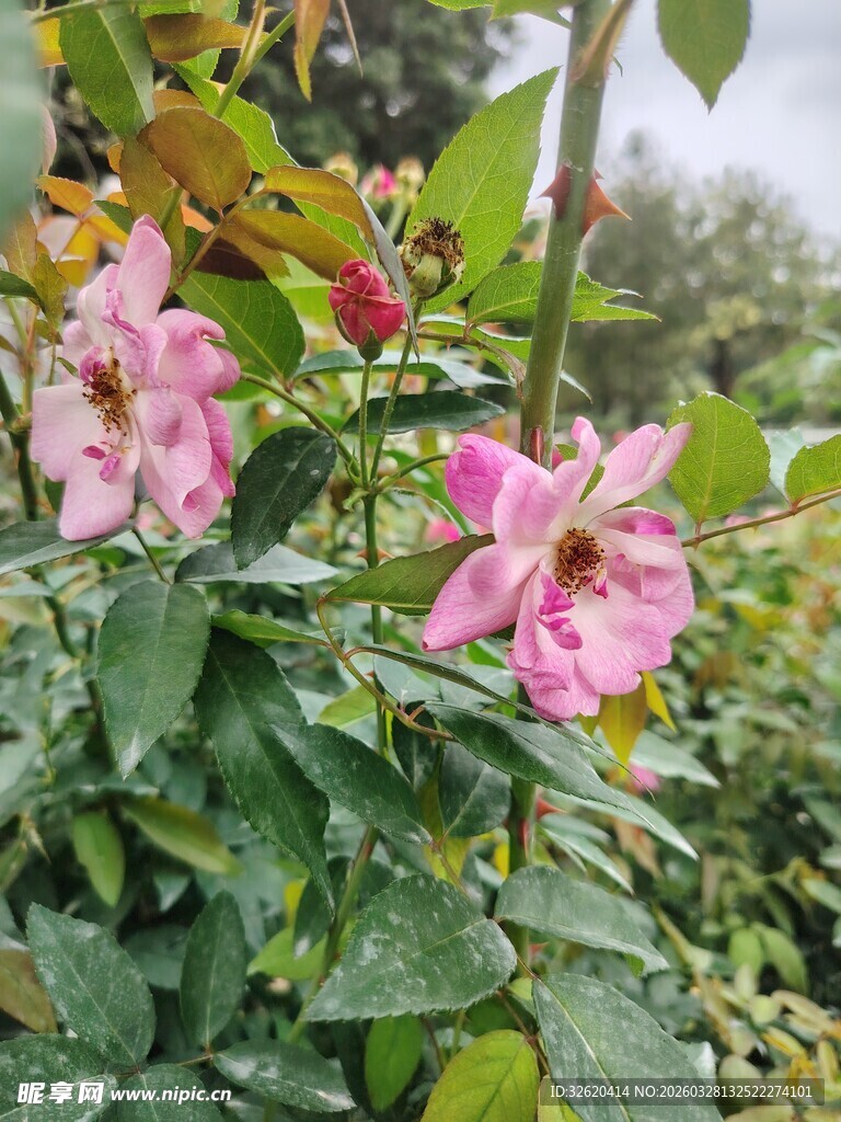 娇艳绽放的粉色蔷薇花