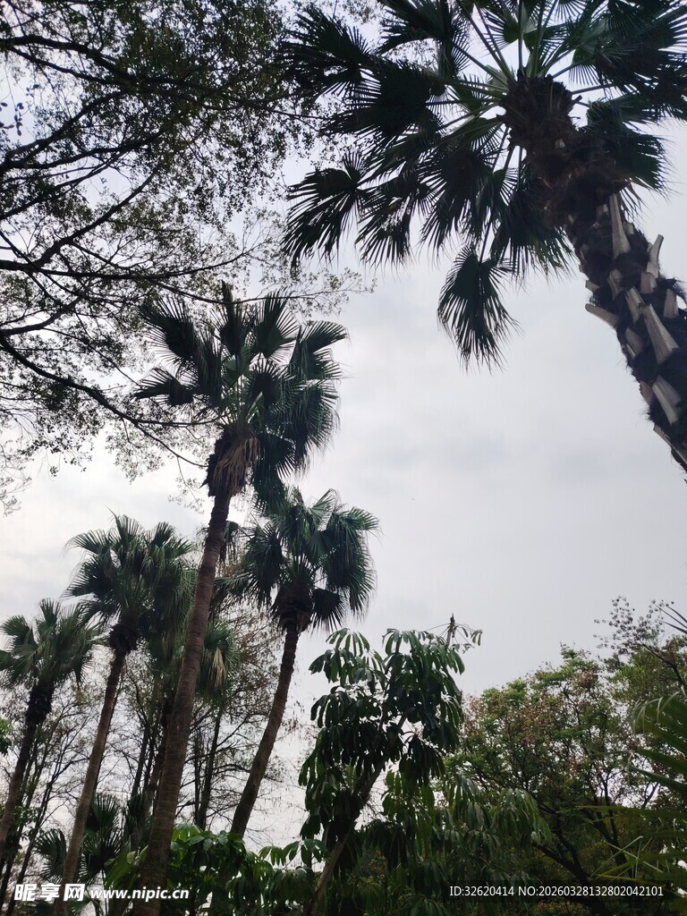 高大棕榈树群景观