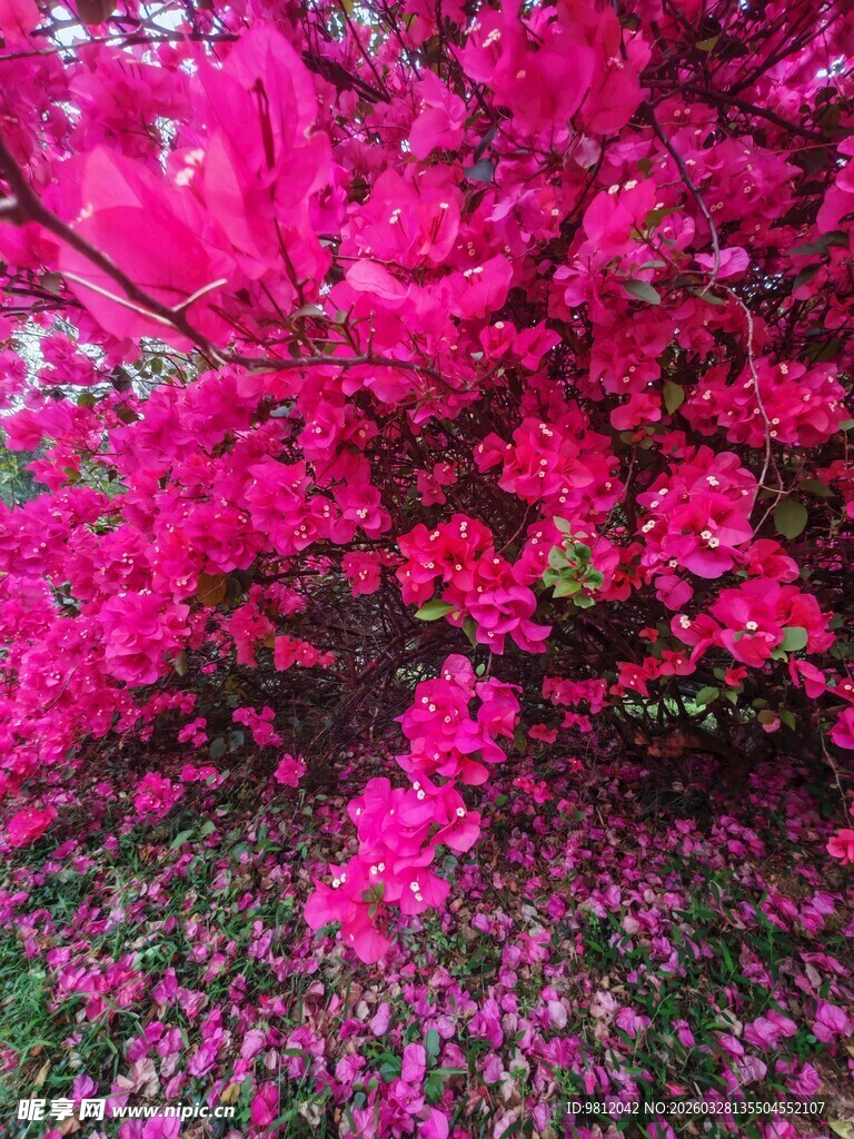 艳丽盛开的玫红色花卉 三角梅