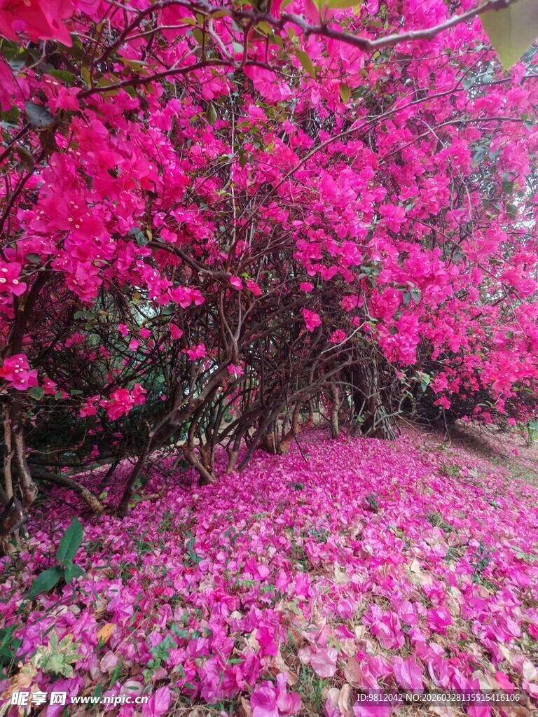 三角梅 繁花似锦落花铺地的美景