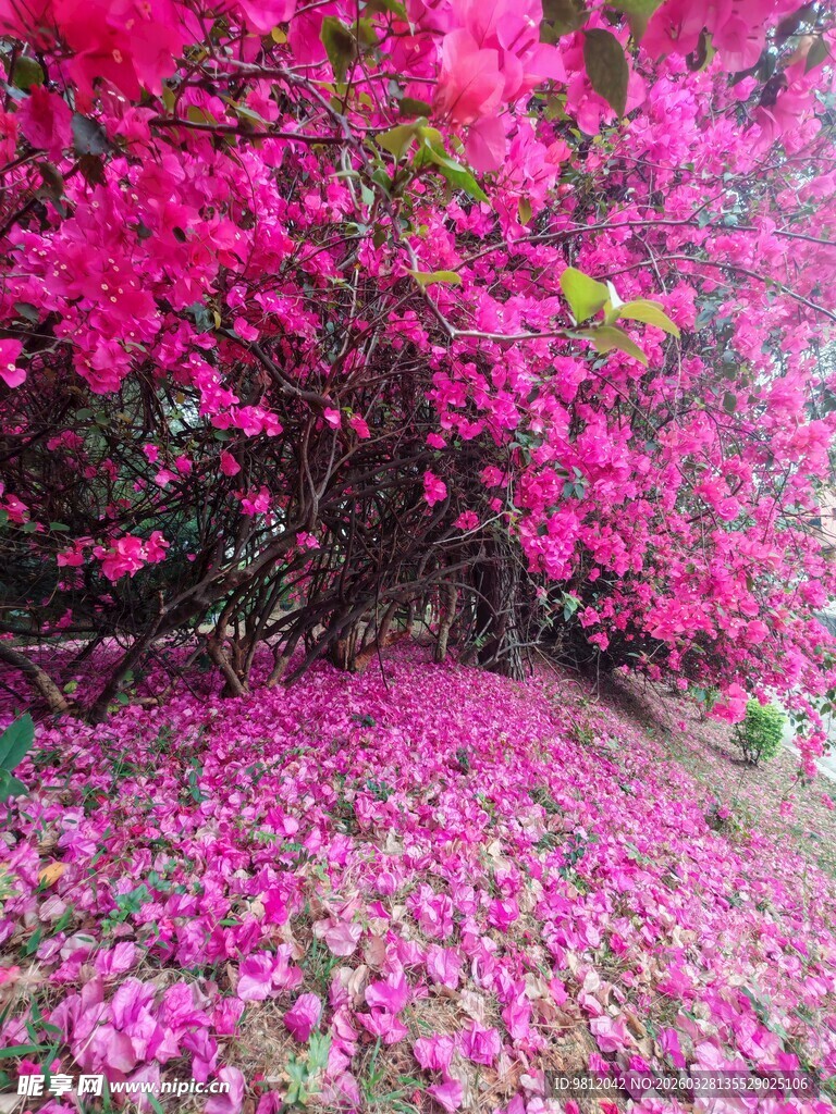繁花铺地 烂漫春日景象
