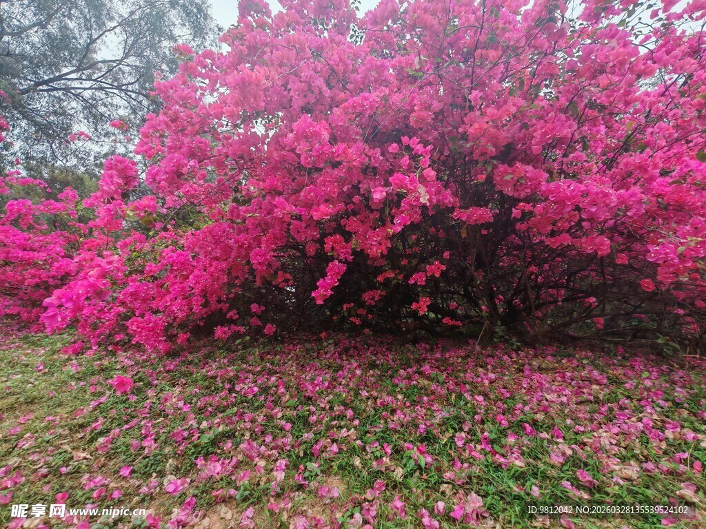 盛开的粉花树与落花美景
