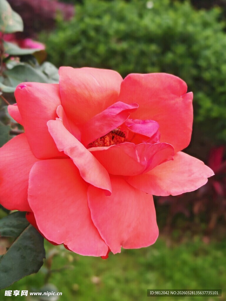 娇艳盛开的粉红色月季花