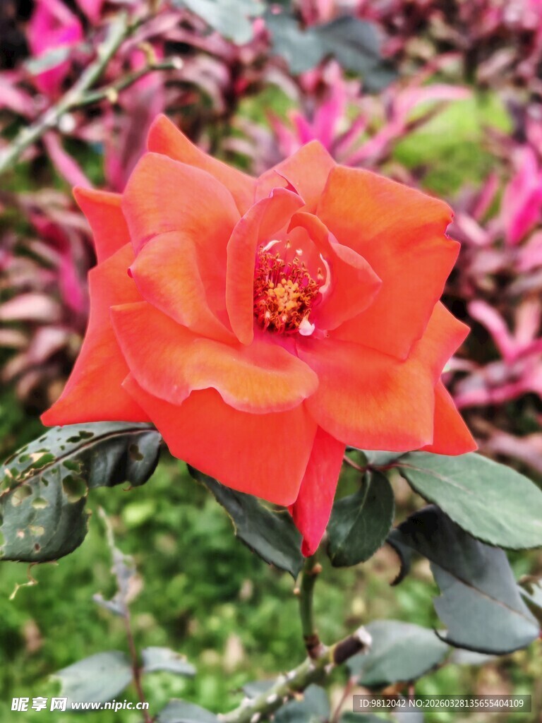 娇艳红玫瑰绽放于花丛