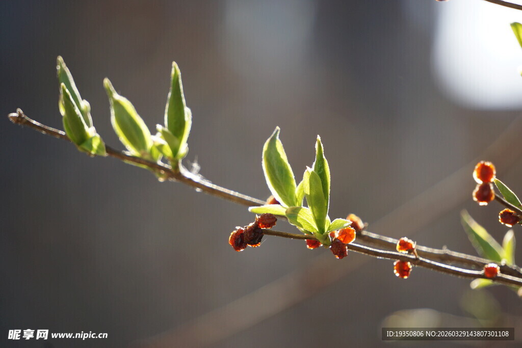 春天嫩绿柳枝初绽新芽