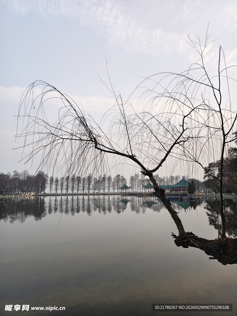 湖畔垂柳映静水