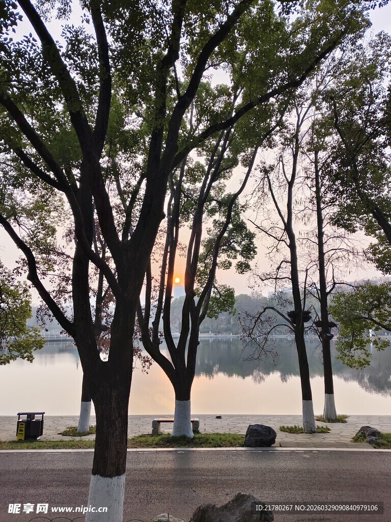 湖畔树木映