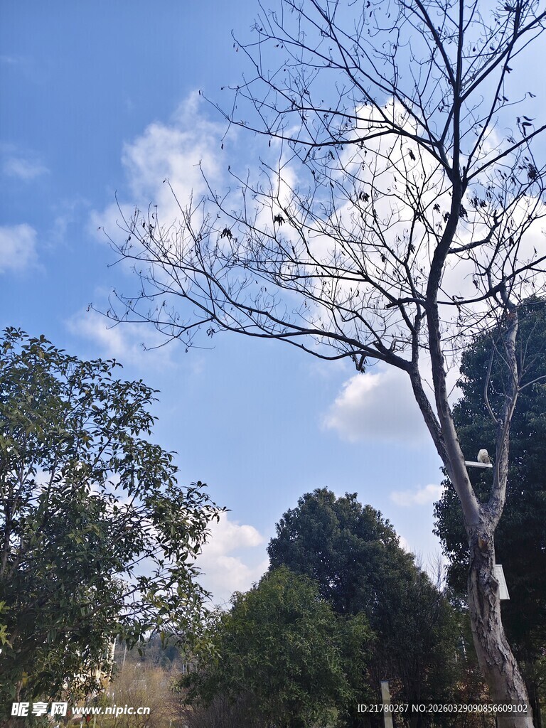 蓝天映衬下的光秃树木