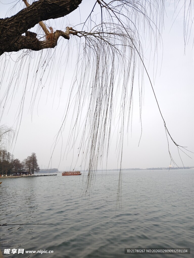 湖畔垂柳