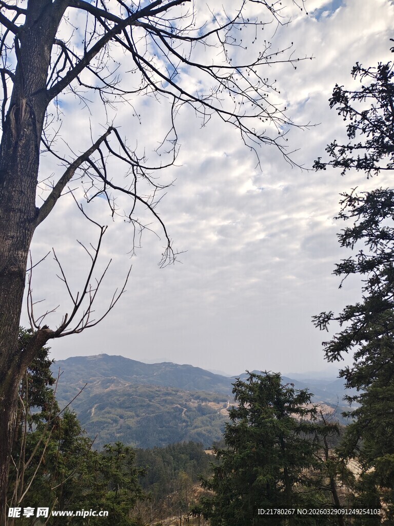 山林枯树与远处山峦