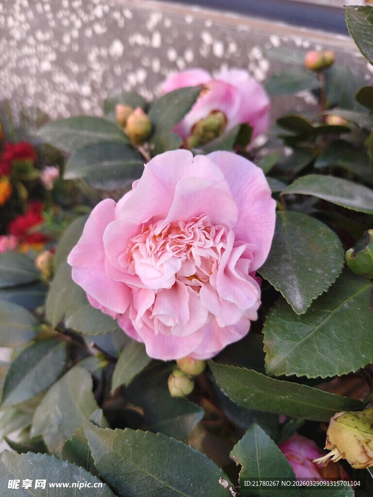 娇艳粉色山茶花绽放