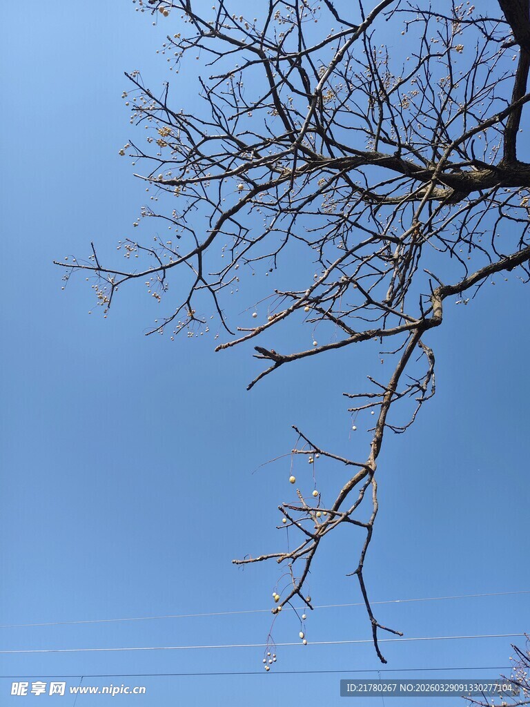 冬日枯树枝与蓝天景象