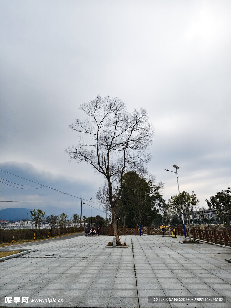 广场孤树