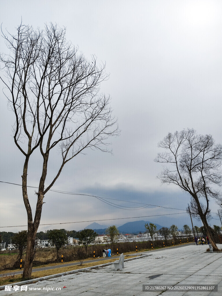 冬日枯树雪景