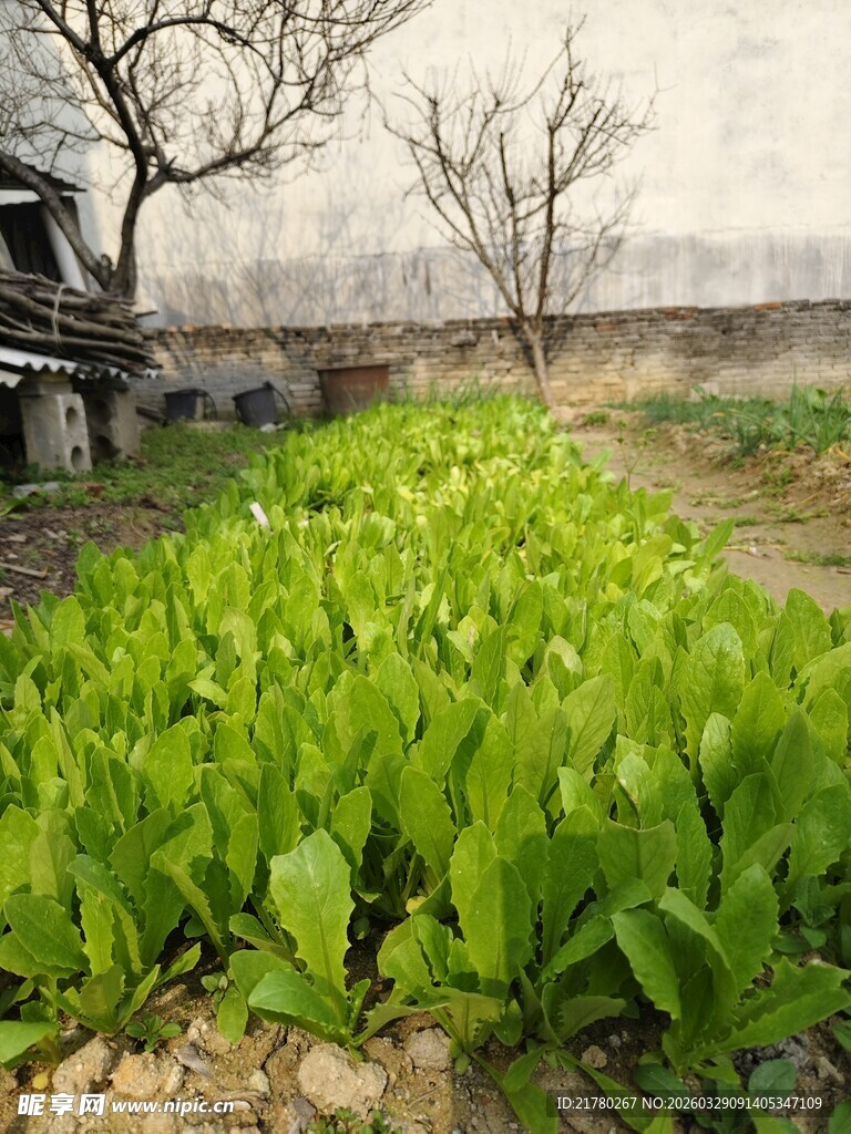 小院中的嫩绿蔬菜