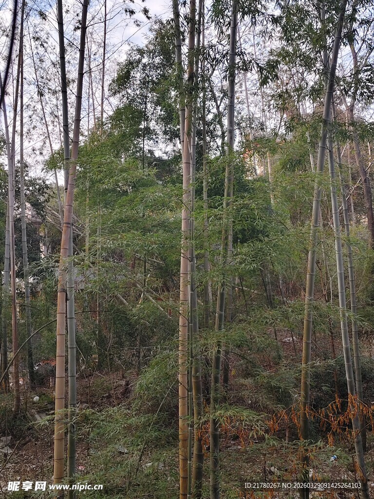 茂密树林中的自然景致