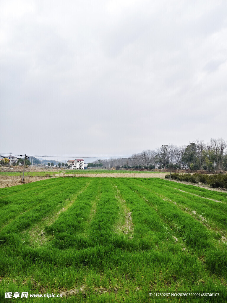 翠绿田野 田园风光