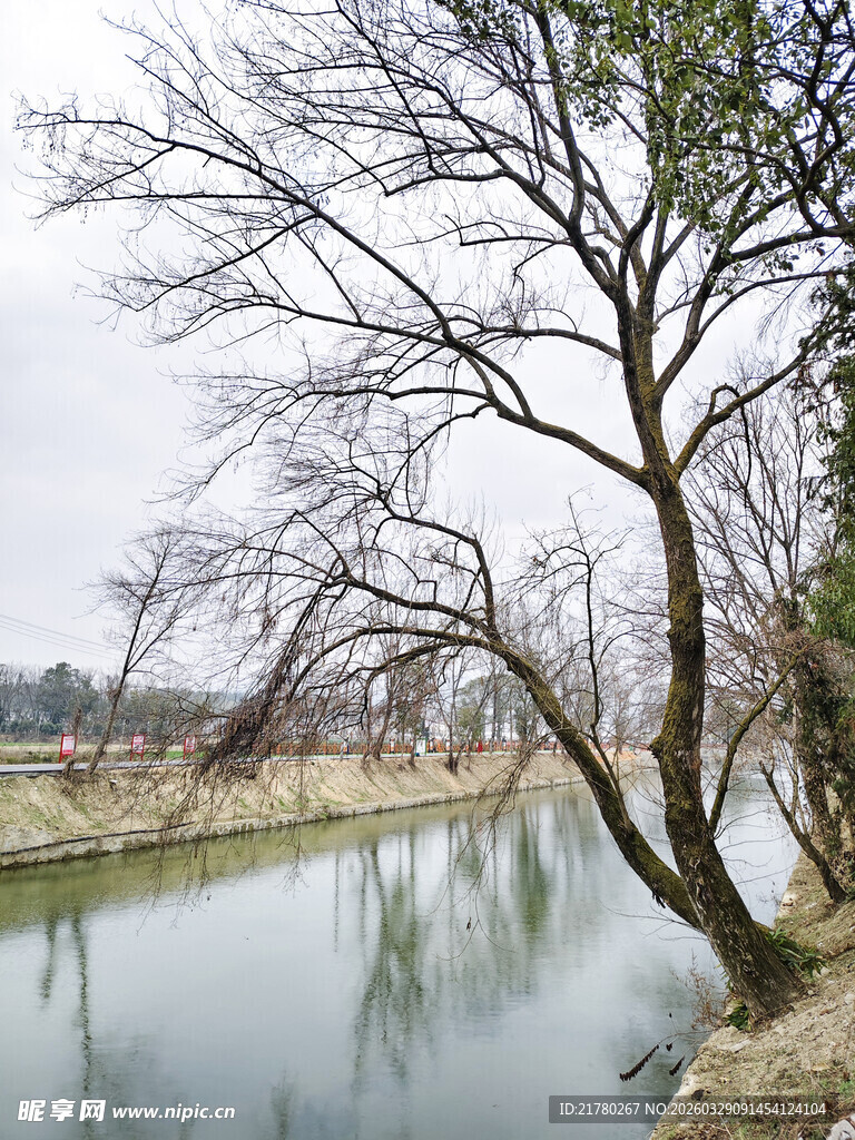 冬日河畔枯树静谧景致