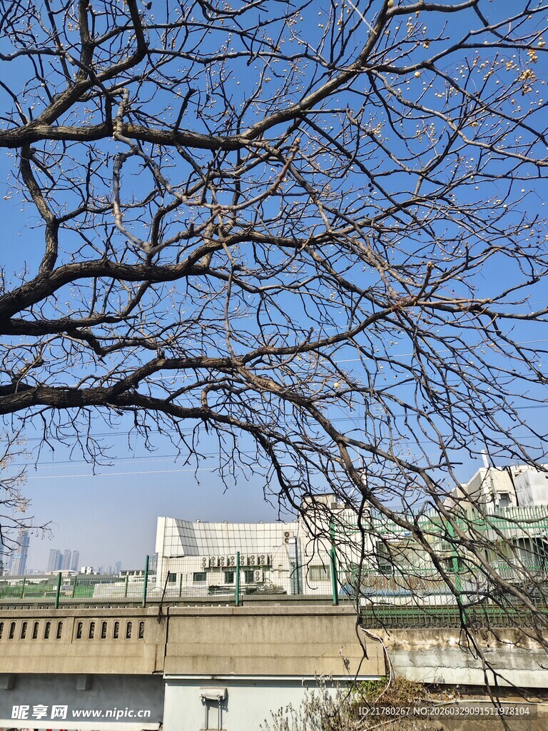冬日树枝