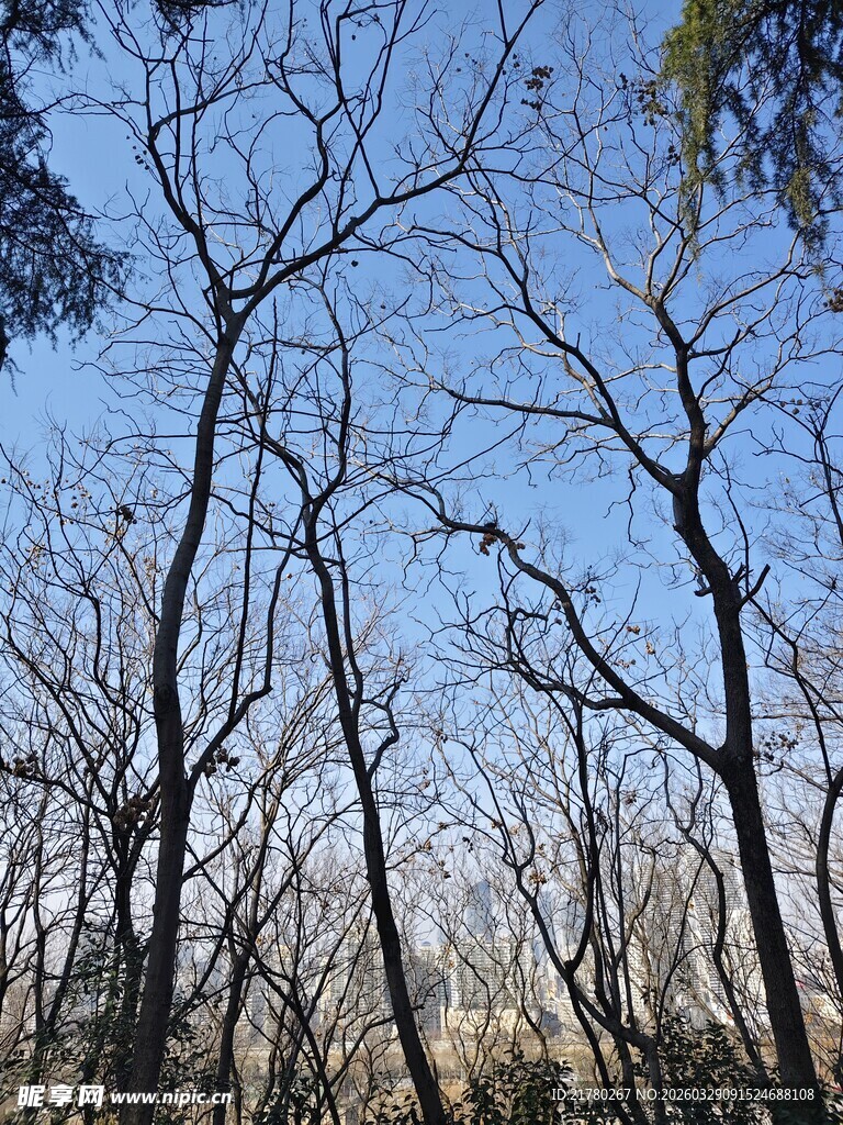 冬日枯树林景