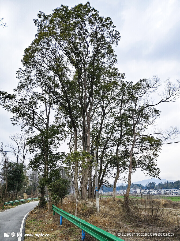 乡村公路旁的挺拔树木
