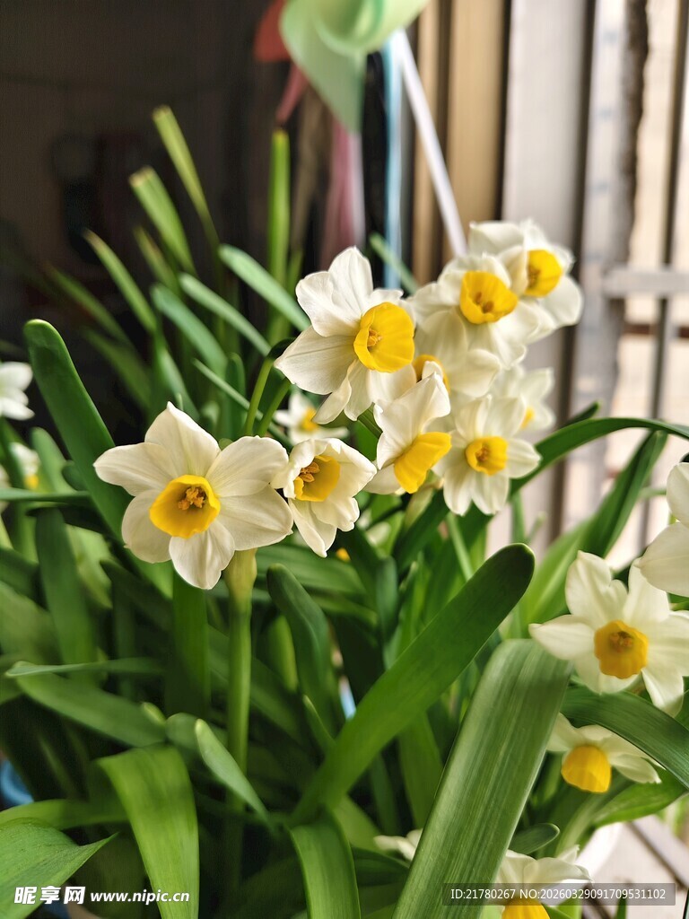 清新绽放的水仙花