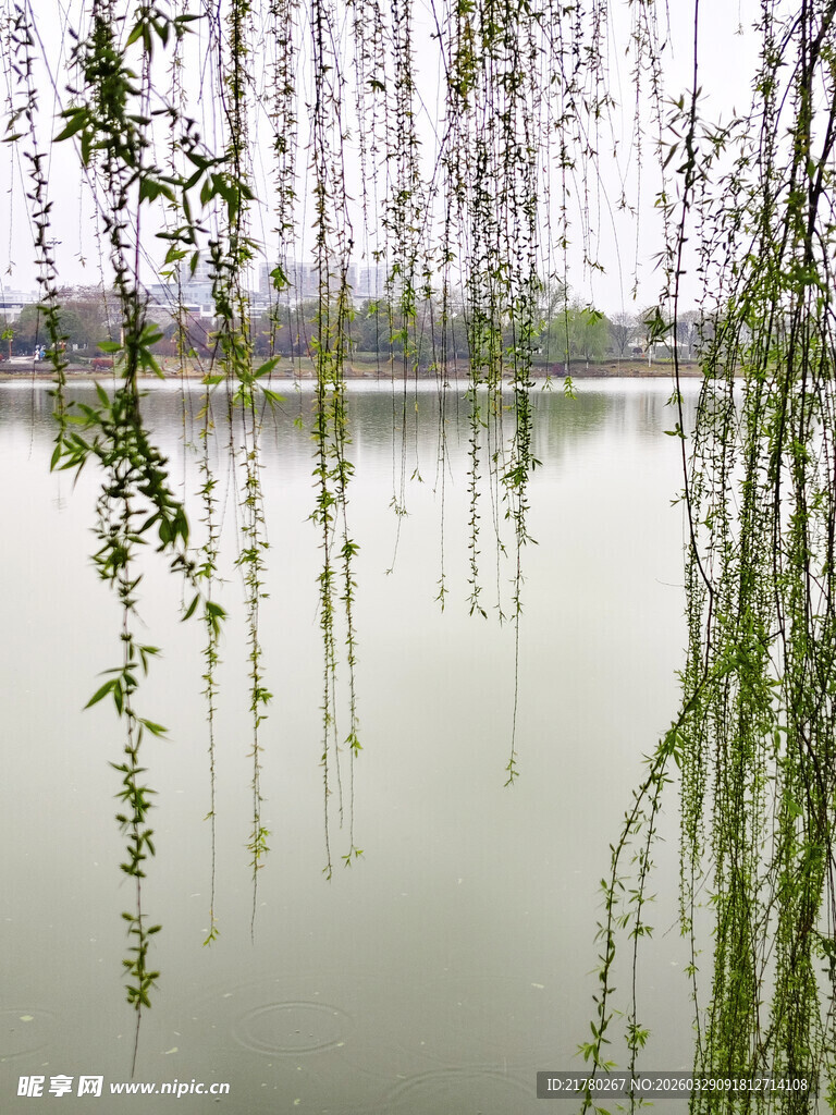 垂柳映湖景  春日悠然意