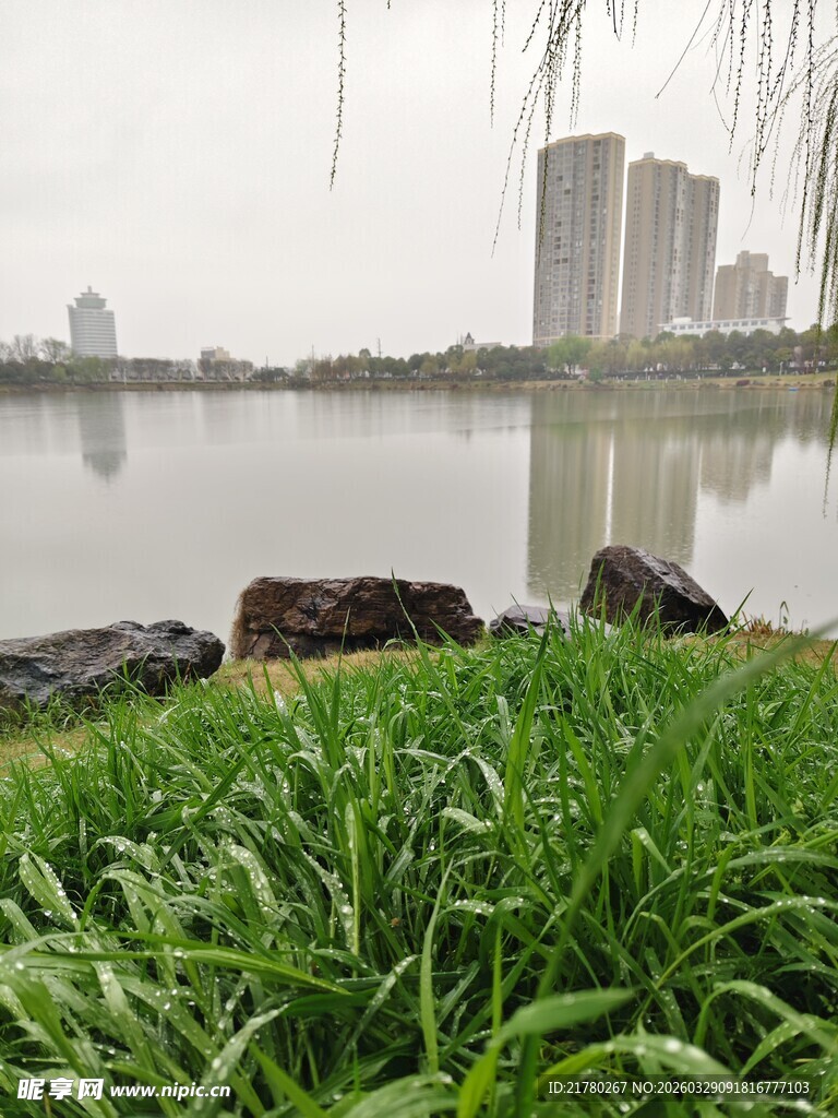 湖畔绿草与远处城市景观