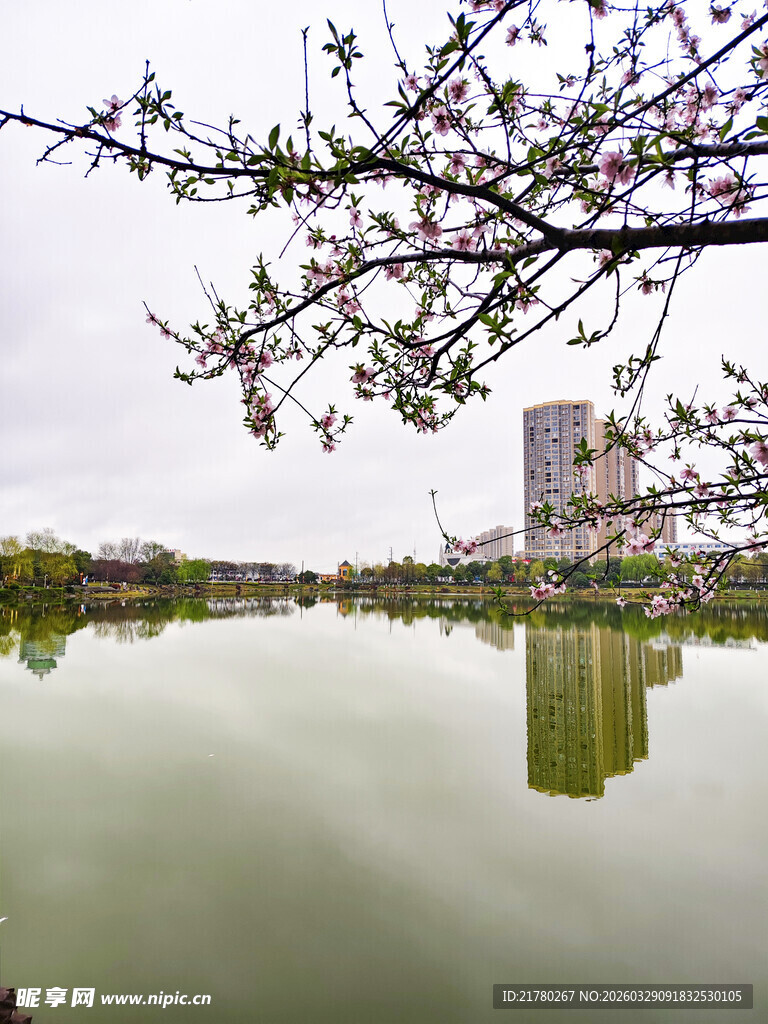 湖畔春花与高楼倒影