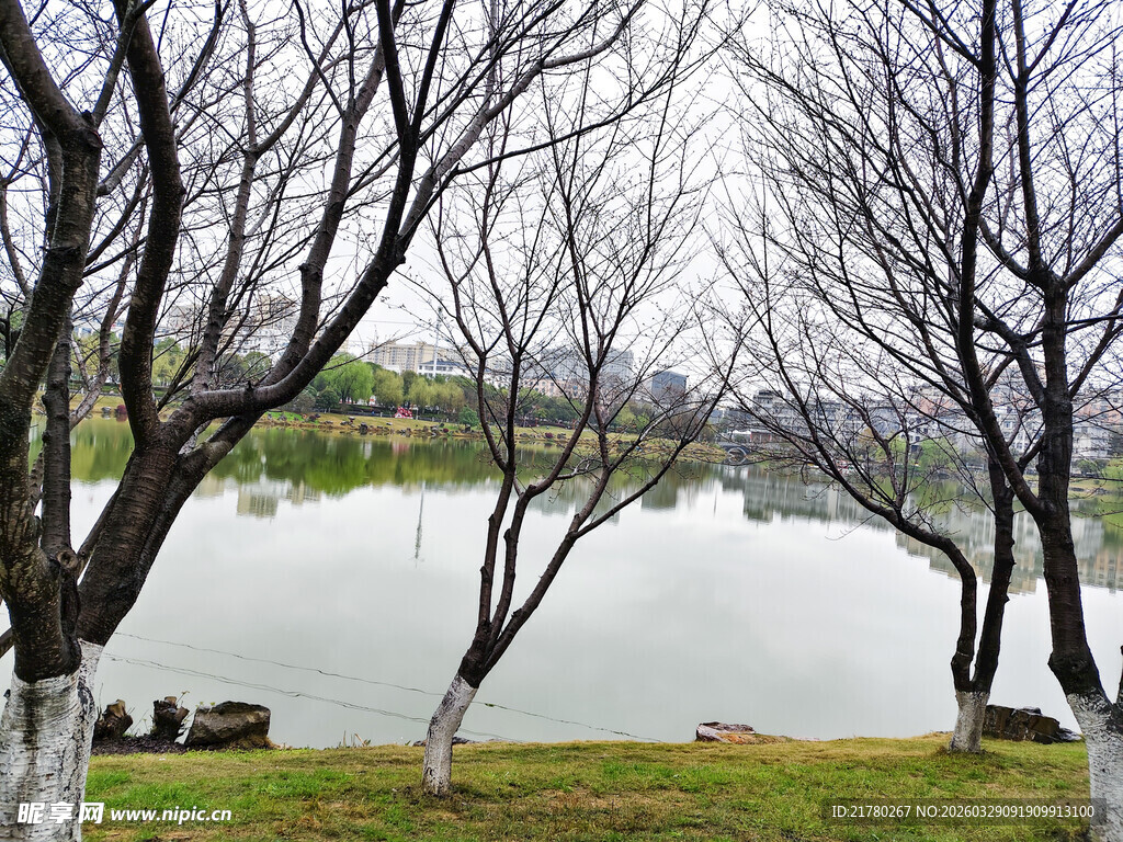 湖畔枯树景致
