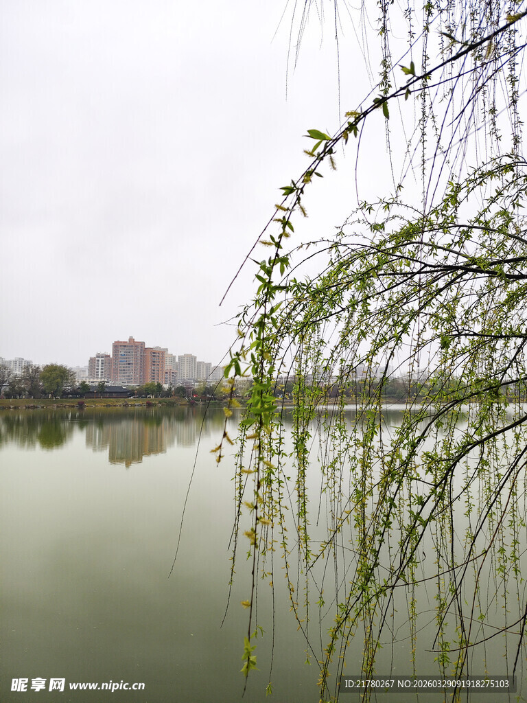 湖畔垂柳映景
