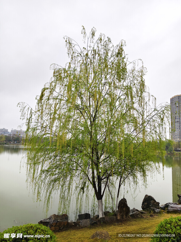 湖畔垂柳