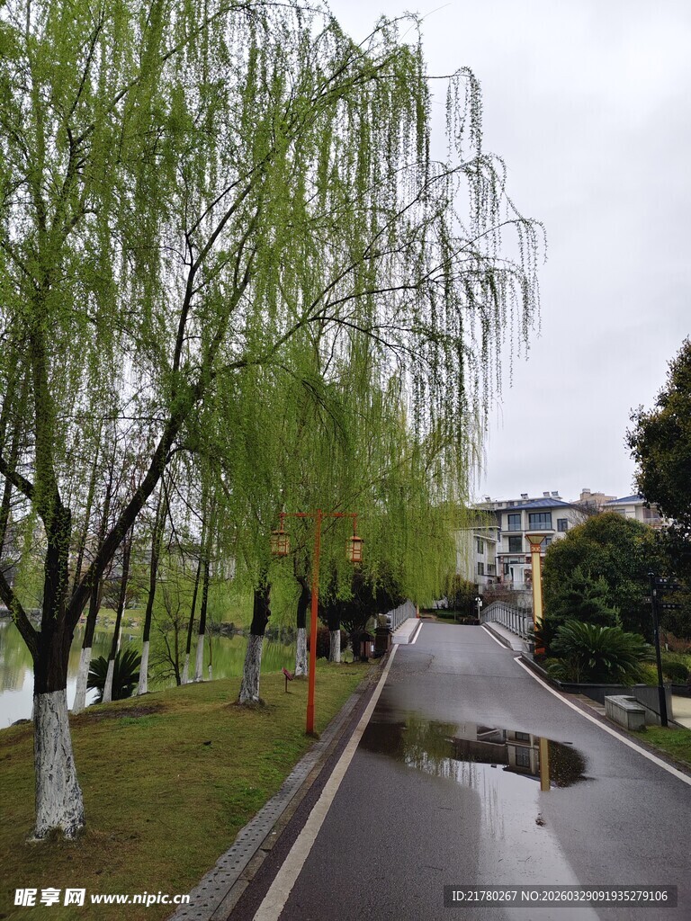 雨后垂柳下 休闲步道
