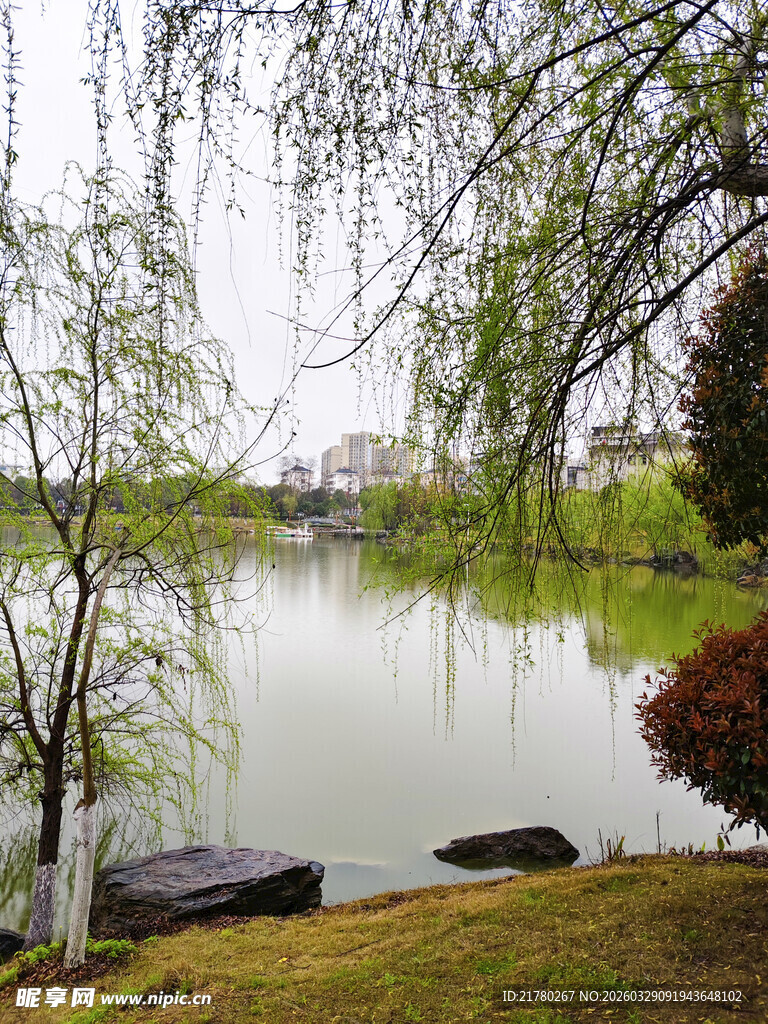 湖畔垂柳景致