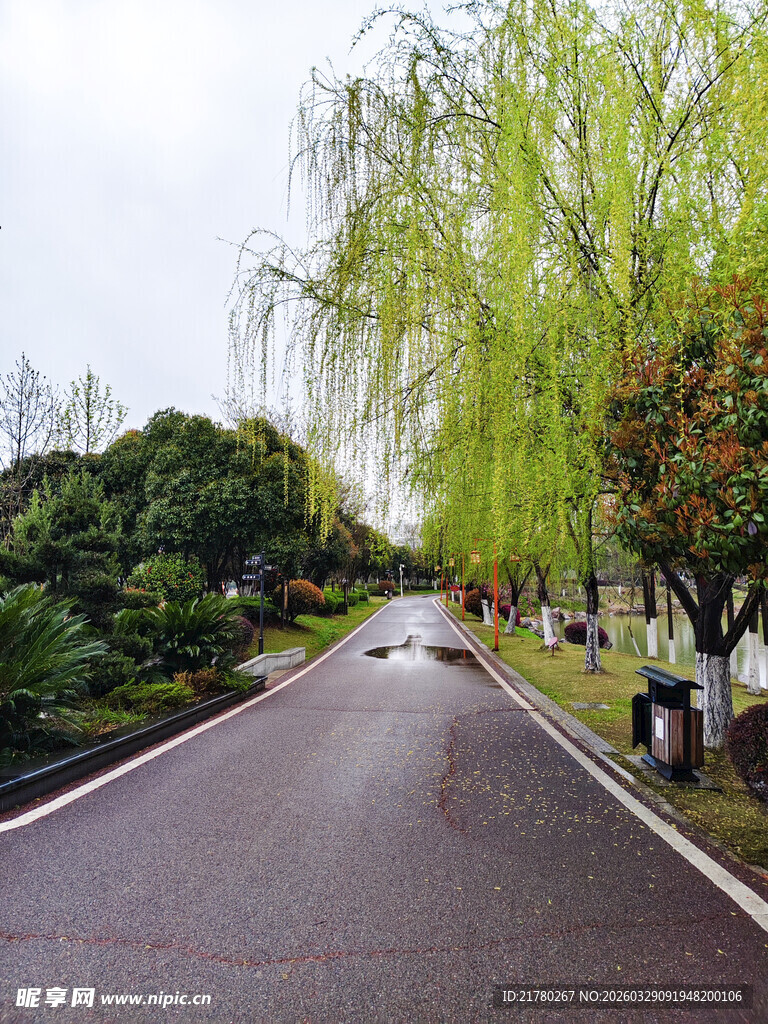 春日垂柳下的静谧道路
